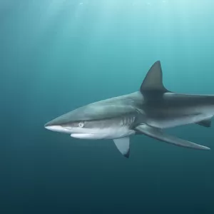 Dusky shark (Carcharhinus obscurus) swimming through light rays during sardine run. Wild Coast, Eastern Cape, South Africa. June