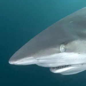 Dusky shark (Carcharhinus obscurus) portrait. Wild Coast, Eastern Cape, South Africa