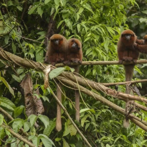 Dusky Titi monkey (Callicebus moloch) family troop sitting on a fallen tree in the Peruvian Amazon