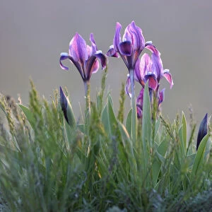 Dwarf irises (Iris pumila) flowering, Rostovsky Nature Reserve, Rostov Region, Russia