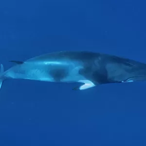 Dwarf Minke whale (Balaenoptera acutorostrata) Great Barrier Reef, Australia. Coral Sea