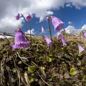 Dwarf snowbell (Soldanella pusilla) in flower on mountainside, Austrian Alps, June Dwarf snowbell (Soldanella pusilla) in flower on mountainside, Austrian Alps, June