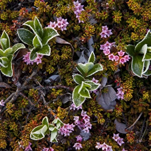 Dwarf willow (Salix herbacea) and alpine azalea (Loiseleuria procumbens) flowering