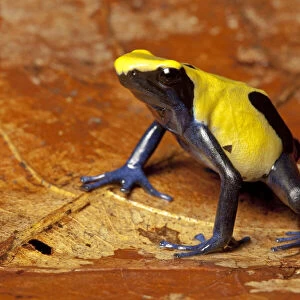 Dyeing poison dart frog (Dendrobates tinctorius), Citronella form
