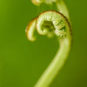 Eagle fern (Pteridium aquilinum) frond unfurling, Montseny Natural Park, a UNESCO National Park