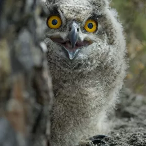 Eagle owl (Bubo bubo) chick portrait, Alentejo, Portugal