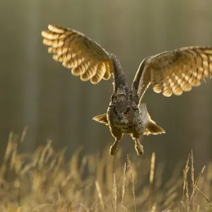 Le hibou grand-duc (Bubo bubo) en vol à travers la forêt, éclairé par l'arrière à l'aube, République tchèque, novembre. Le hibou grand-duc (Bubo bubo) en vol à travers la forêt, éclairé par l'arrière à l'aube, République tchèque, novembre.