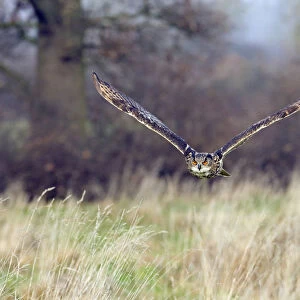 Eagle owl (Bubo bubo) flying low over grassland, captive, UK