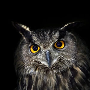 Eagle owl (Bubo bubo) portrait, captive