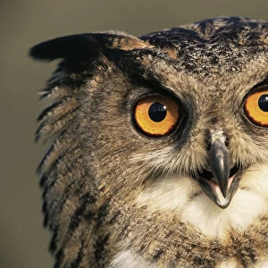 Eagle owl portrait {Bubo bubo} captive, Germany