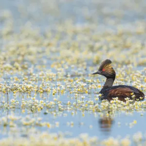 Eared grebe (Podiceps nigricollis), adult in breeding plumage, swimming amidst Water