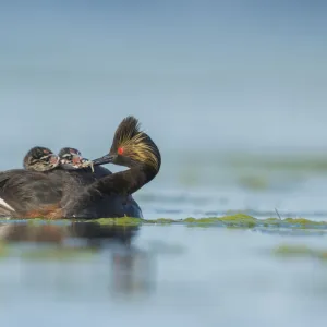 Eared Grebes (Podiceps nigricollis), adult feeds a damselfly nymph to one of two chicks