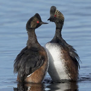 Eared grebes (Podiceps nigricollis) stand erect in water during courtship, North Park
