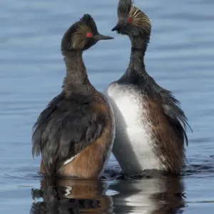 Eared Grebe Print: North Park Courtship Scene Eared Grebe Print: North Park Courtship Scene