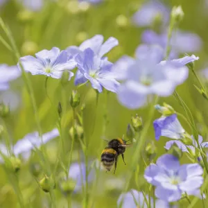 Early bumblebee (Bombus pratorum), visiting flax flowers, (Linum usitatissimum)