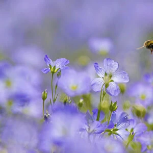 Early bumblebee (Bombus pratorum), visiting flax flowers, (Linum usitatissimum)