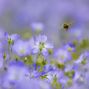 Early bumblebee (Bombus pratorum), visiting flax flowers, (Linum usitatissimum) Early bumblebee (Bombus pratorum), visiting flax flowers, (Linum usitatissimum)