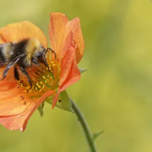 Early bumblebee (Bombus pratorum) nectaring on Scarlet avens flower (Geum coccineum borisii), Wiltshire garden, UK. June