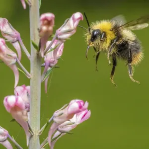 Early bumblebee (Bombus pratorum) flying to feed on Purple toadflax (Linaria purpurea) Early bumblebee (Bombus pratorum) flying to feed on Purple toadflax (Linaria purpurea)