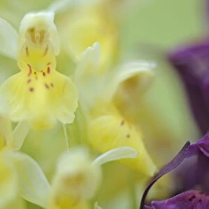Early marsh orchid (Dactylorhiza incarnata incarnata) flowers, Vall DIncles, Andorra