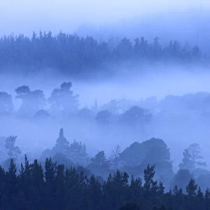 Early morning mist and silhouettes of ancient forest. Cairngorms, Scotland, April 2008