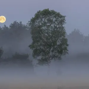 Early Morning Misty Landscape Print Early Morning Misty Landscape Print