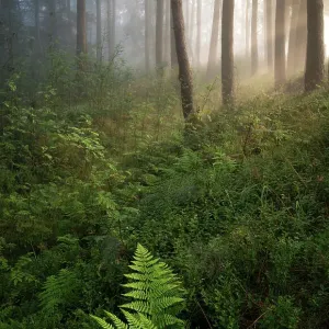 Early Morning Forest Floor Print Early Morning Forest Floor Print