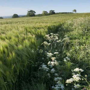 Early Oat (Avena sativa) fields, Haregill Lodge Farm, Ellingstring, North Yorkshire