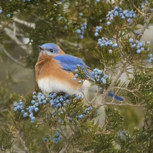 Eastern bluebird (SIalia sialis) male attracted to feed on berries of Eastern red-cedar