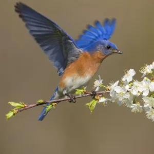 Eastern bluebird (Sialia sialis) male fluttering wings while perched on cherry (Prunus sp