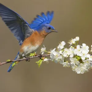 Le bleu d'Amérique oriental (Sialia sialis) mâle battant des ailes alors perché sur le cerisier (Prunus sp). Le bleu d'Amérique oriental (Sialia sialis) mâle battant des ailes alors perché sur le cerisier (Prunus sp).