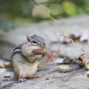 Eastern chipmunk (Tamias striatus) gathering white oak acorns in cheek pouch, Chestnut Hill Eastern chipmunk (Tamias striatus) gathering white oak acorns in cheek pouch, Chestnut Hill
