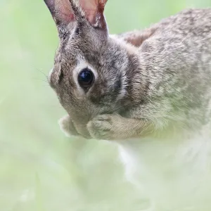 Eastern cottontail (Sylvilagus floridanus) cleaning face, Laredo Borderlands, Texas, USA