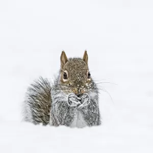 Eastern Gray Squirrel (Sciurus carolinensis) feeding in snow, Acadia National Park