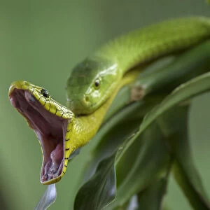 Eastern green mambas (Dendroaspis angusticeps) one with mouth wide open, captive, from East Africa