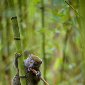 Eastern Grey Bamboo Lemur (Hapalemur griseus) feeding on bamboo shoot, Andasibe-Mantadia