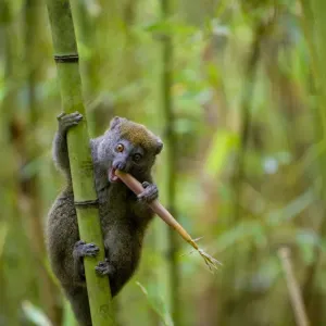 Eastern Grey Bamboo Lemur (Hapalemur griseus) feeding on bamboo shoot, Andasibe-Mantadia Eastern Grey Bamboo Lemur (Hapalemur griseus) feeding on bamboo shoot, Andasibe-Mantadia