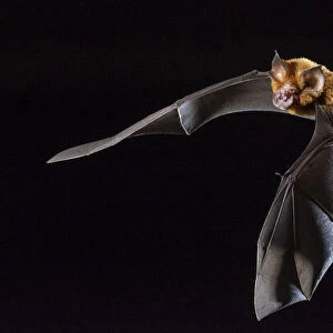 Eastern horseshoe bat (Rhinolophus megaphyllus) flying out from an abandoned mine in late evening. Its orange colouring is due to bleaching from the intense ammonia atmosphere in the mine, Iron Range, Queensland, Australia