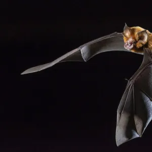 Eastern horseshoe bat (Rhinolophus megaphyllus) flying out from an abandoned mine in late evening. Its orange colouring is due to bleaching from the intense ammonia atmosphere in the mine, Iron Range, Queensland, Australia