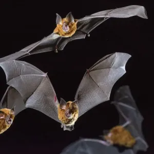 Eastern horseshoe bat (Rhinolophus megaphyllus) colony flying out from an abandoned mine in late evening. Their orange colouring is due to bleaching from the intense ammonia atmosphere in the mine, Iron Range, Queensland, Australia Eastern horseshoe bat (Rhinolophus megaphyllus) colony flying out from an abandoned mine in late evening. Their orange colouring is due to bleaching from the intense ammonia atmosphere in the mine, Iron Range, Queensland, Australia