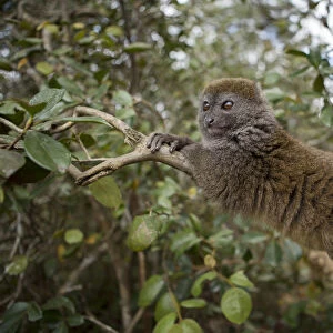 Eastern Lesser Bamboo Lemur (Hapalemur griseus) Andasibe-Mantadia National Park