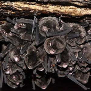 Eastern long fingered bat (Miniopterus orianae oceanensis