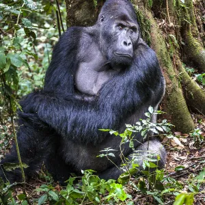 Eastern lowland gorilla (Gorilla beringei graueri) silverback named Chimanuka, Kahuzi-Biega