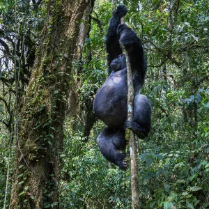 Eastern lowland gorilla (Gorilla beringei graueri) silverback named Chimanuka climbing a