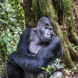 Eastern Lowland Gorilla Print: Chimanuka, a silverback Eastern Lowland Gorilla Print: Chimanuka, a silverback