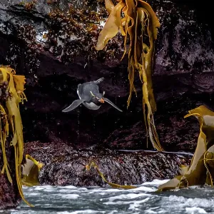 Eastern rockhopper penguin Print, mid-fall over Bull kelp Eastern rockhopper penguin Print, mid-fall over Bull kelp