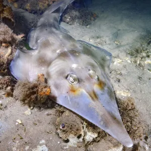 Eastern shovelnose ray (Aptychotrema rostrata) on sea floor