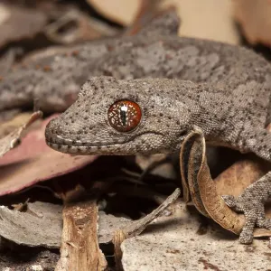 Eastern spiny tailed gecko print, leaf litter at night Eastern spiny tailed gecko print, leaf litter at night