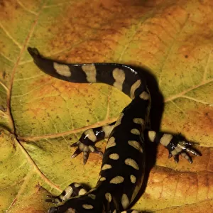 Eastern tiger salamander (Ambystoma tigrinum) North Florida, USA. December