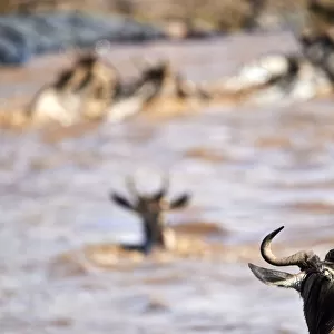 Eastern White-bearded Wildebeest (Connochaetes taurinus) herd swimming across Mara
